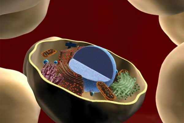 COVID-19: How scientists found the fingerprint behind South Africa’s SARS-CoV-2 virus