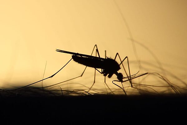 Analysis: What climate change might mean for malaria in SA